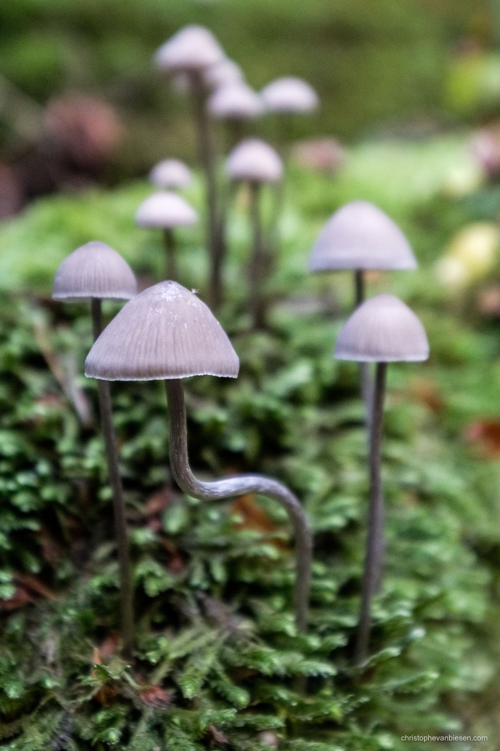 Visit the Mullerthal - Luxembourg - Mushrooms in the Mullerthal region in Luxembourg - Be Unique