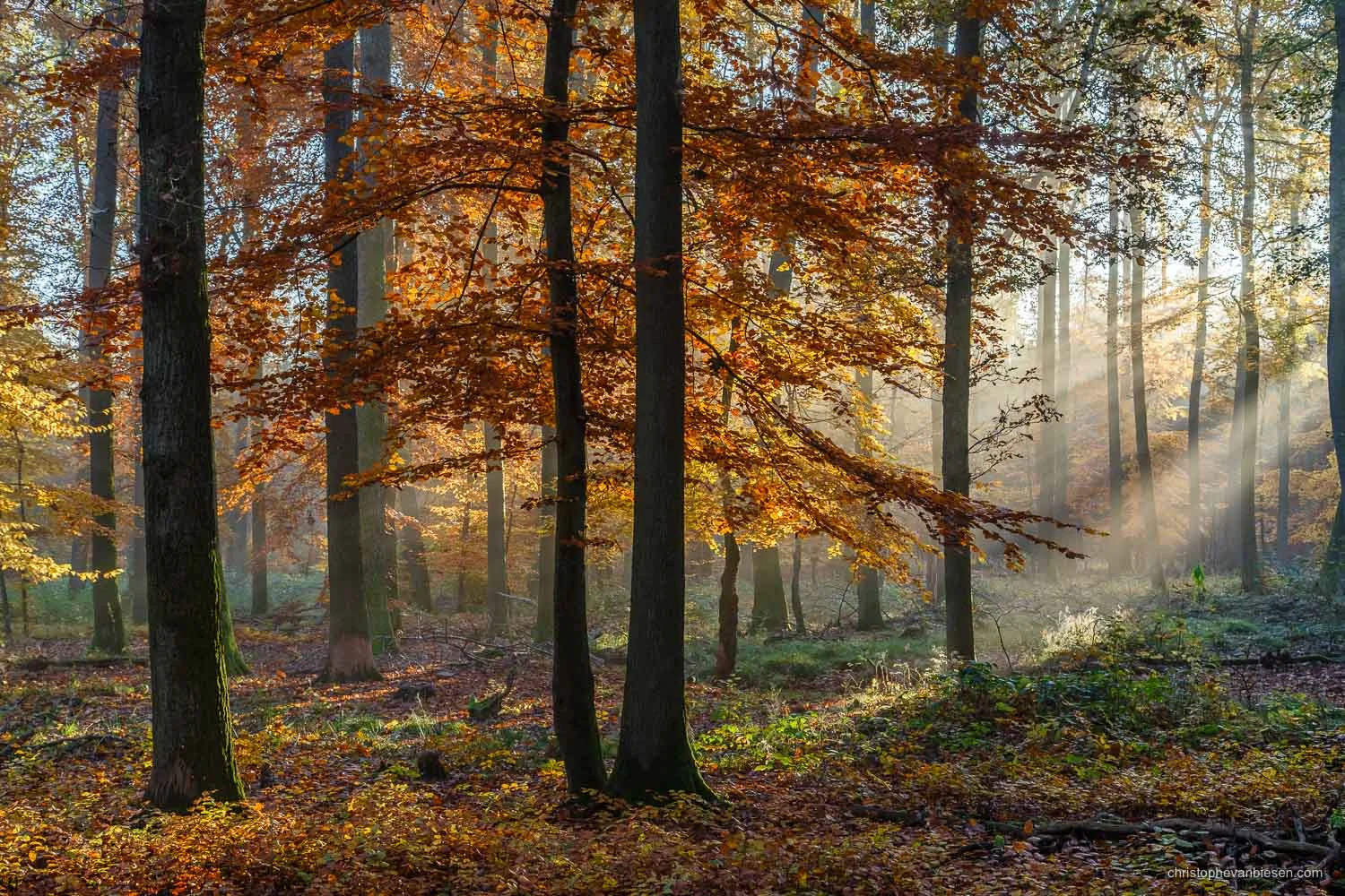 Photography Workshop - Saar Loop Saarschleife - Germany - Autumn in a forest near Orscholz in Germany - Deep Fall - Photography by Christophe Van Biesen - Luxembourg Landscape and Travel Photographer
