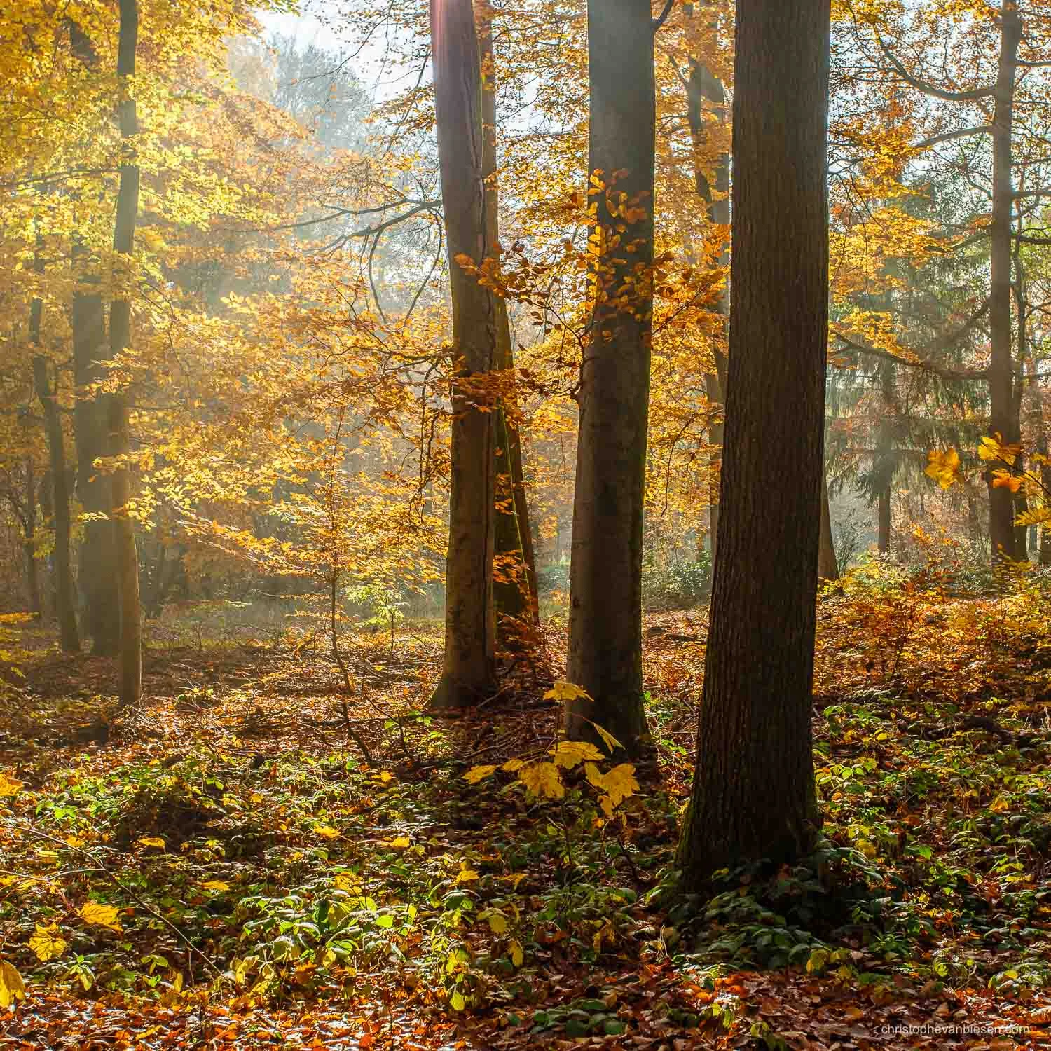 Photography Workshop - Saar Loop Saarschleife - Germany - Autumn in a forest near Orscholz in Germany. - T(h)ree - Photography by Christophe Van Biesen - Luxembourg Landscape and Travel Photographer