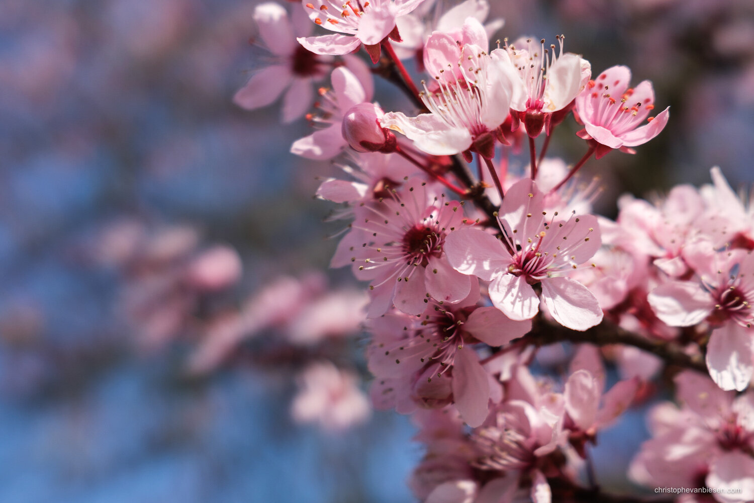 Sakura | Luxembourg's Cherry Blossoms | Christophe Van Biesen