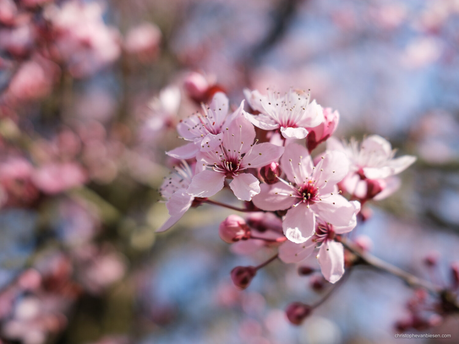 Sakura - Luxembourg Cherry Blossoms - Spring in Luxembourg - Blog Blogger Journal - Christophe Van Biesen - Artist Photographer