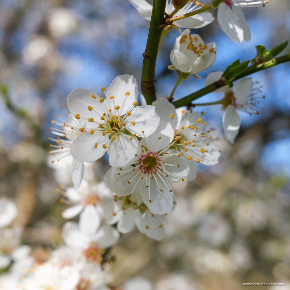 Sakura - Luxembourg Cherry Blossoms - Spring in Luxembourg - Blog Blogger Journal - Christophe Van Biesen - Artist Photographer