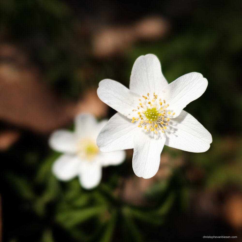 Sakura - Luxembourg Cherry Blossoms - Spring in Luxembourg - Anemones in Forest - Blog Blogger Journal - Christophe Van Biesen - Artist Photographer