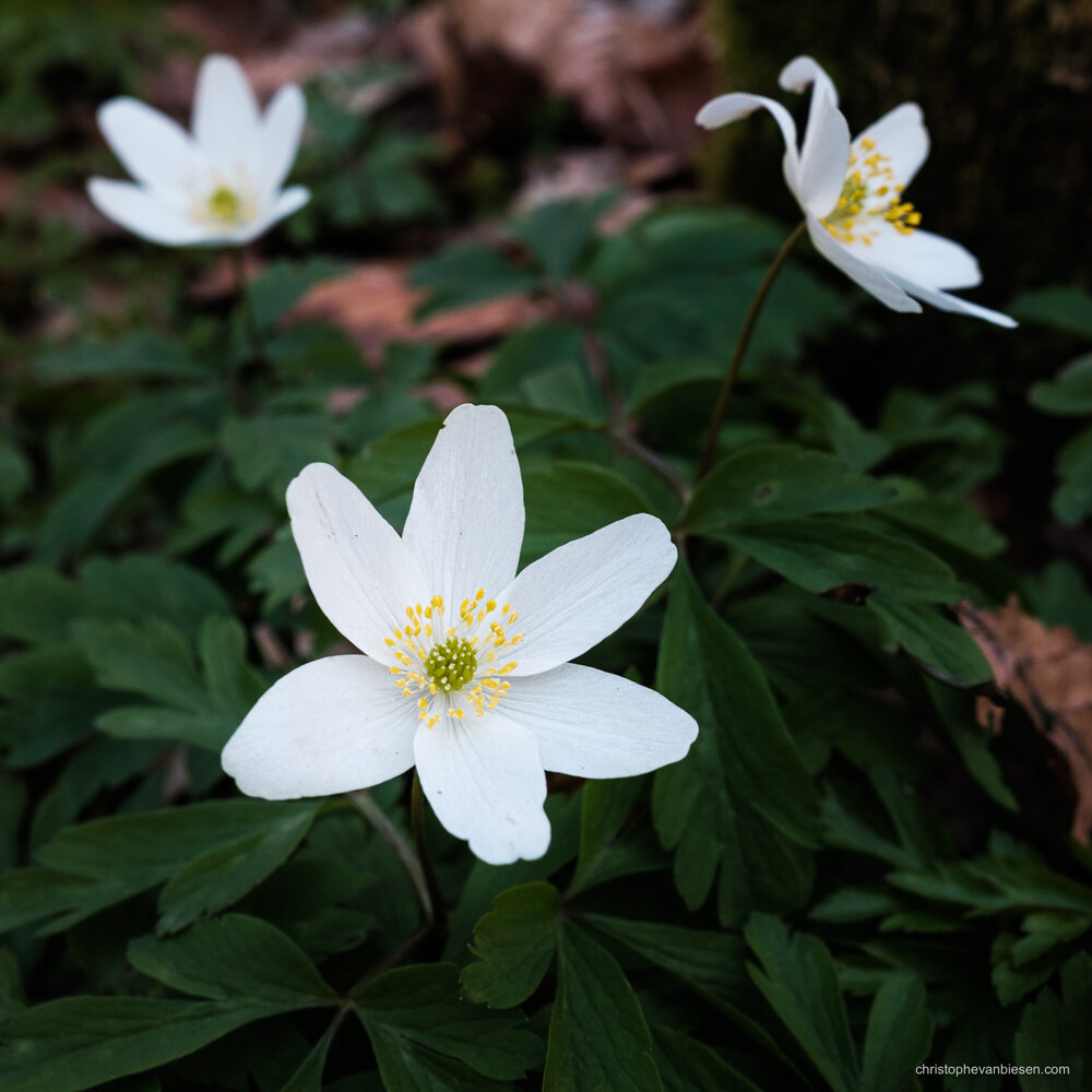 Sakura - Luxembourg Cherry Blossoms - Spring in Luxembourg - Anemones in Forest - Blog Blogger Journal - Christophe Van Biesen - Artist Photographer