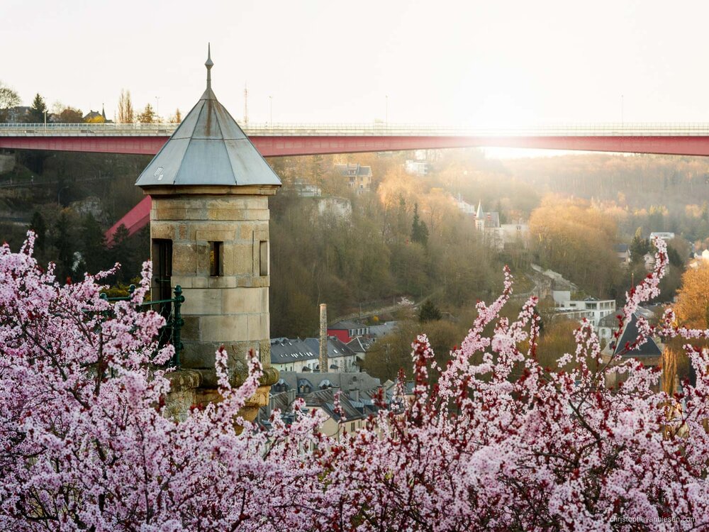 Sakura - Luxembourg Cherry Blossoms - Spring in Luxembourg - Blog Blogger Journal - Christophe Van Biesen - Artist Photographer