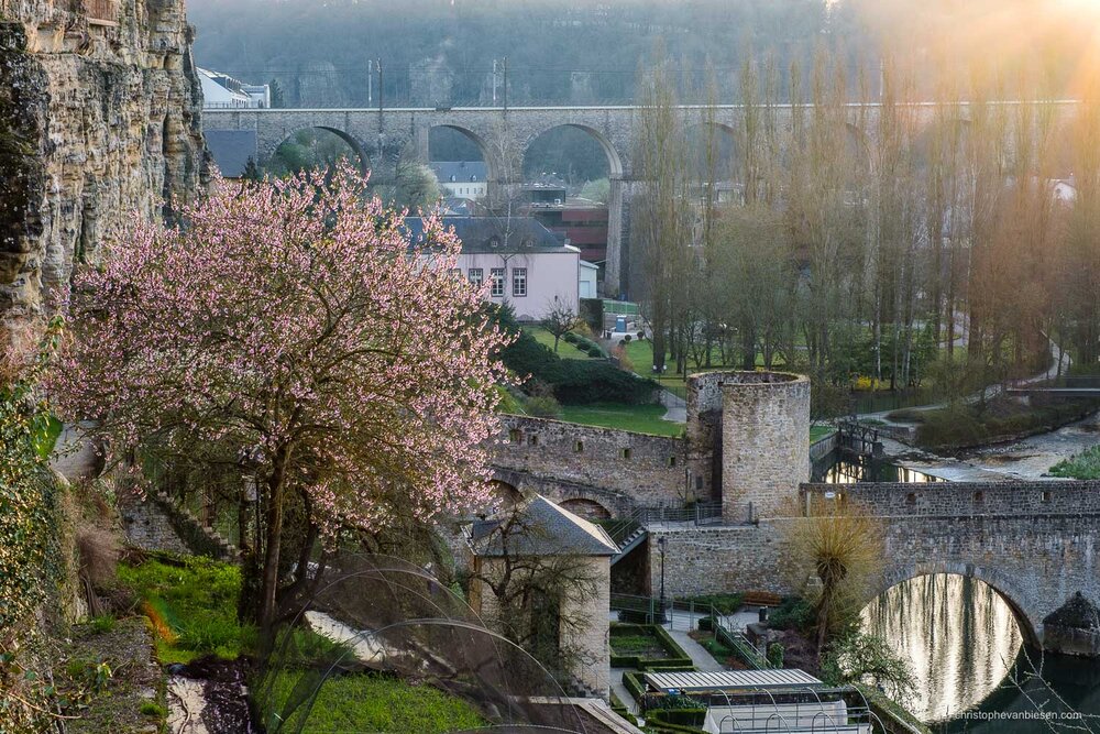 Sakura - Luxembourg Cherry Blossoms - Spring in Luxembourg - Blog Blogger Journal - Christophe Van Biesen - Artist Photographer