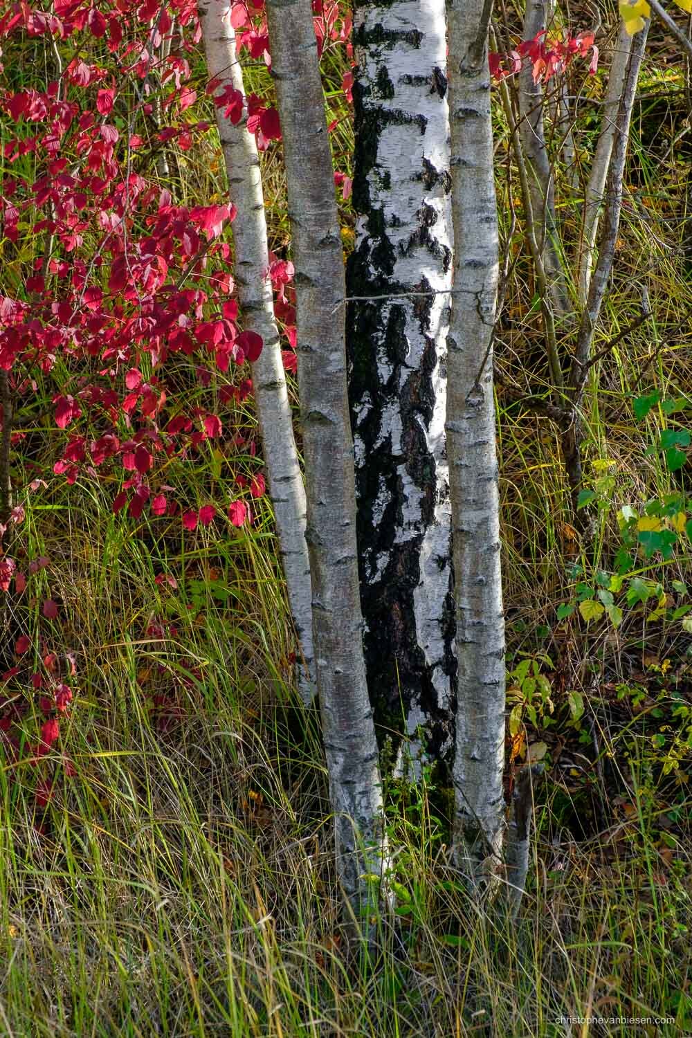 Visit Luxembourg Minett - Land of the Red Rocks - Indian Summer in Luxembourg - Silver Birches - Photography by Christophe Van Biesen