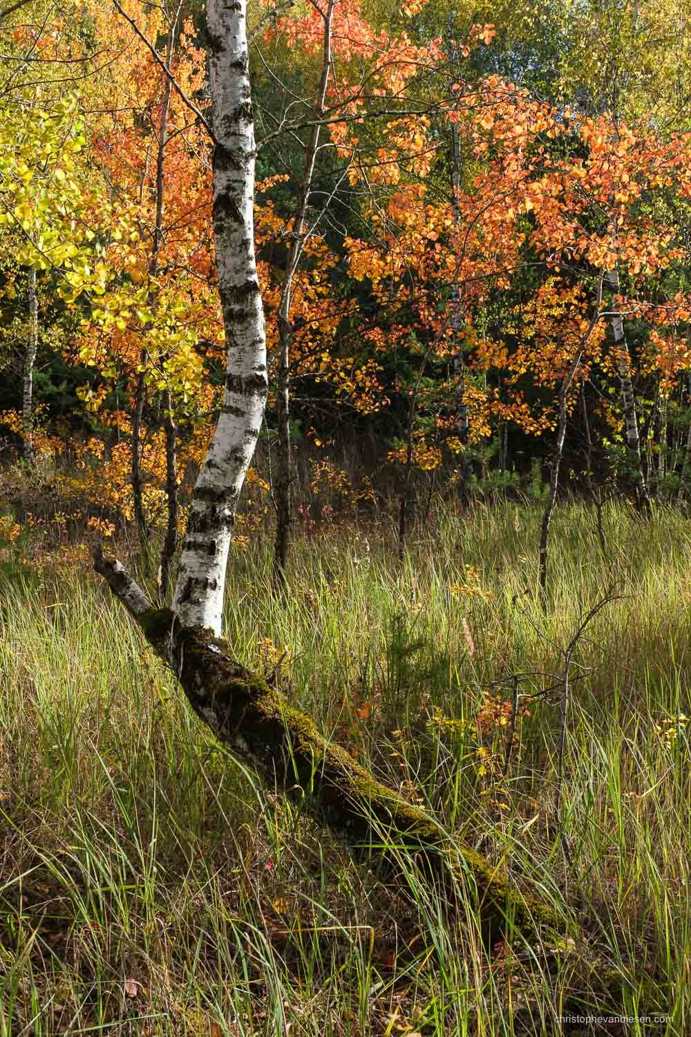 Visit Luxembourg Minett - Land of the Red Rocks - Indian Summer in Luxembourg - Silver Birches - Photography by Christophe Van Biesen