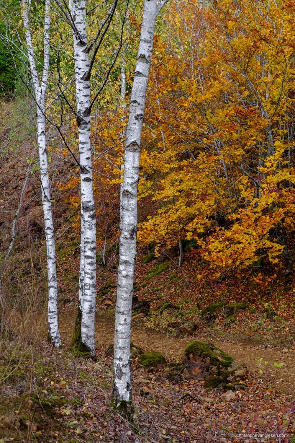 Visit Luxembourg Minett - Land of the Red Rocks - Indian Summer in Luxembourg - Silver Birches - Photography by Christophe Van Biesen