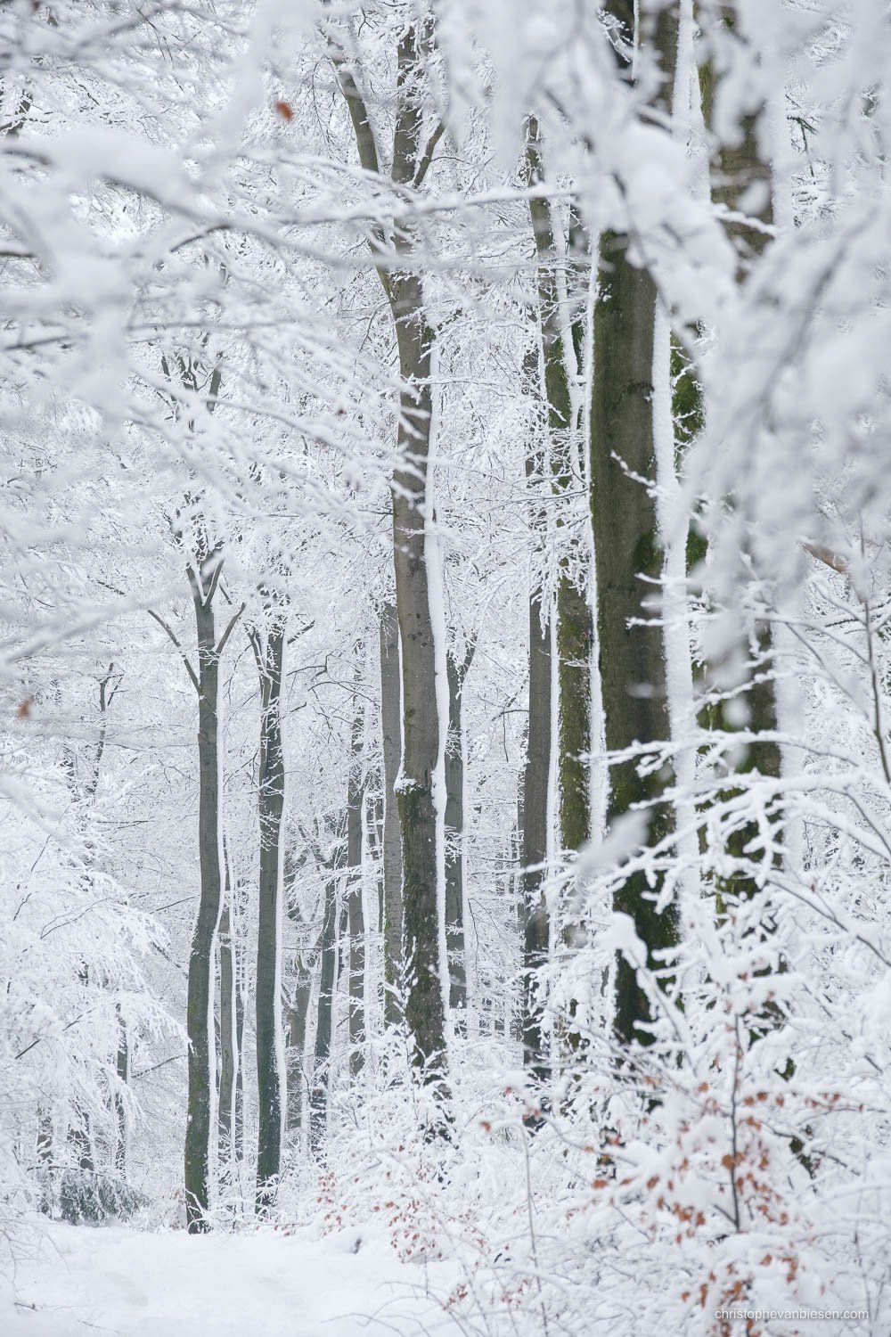 Dreaming of White Winters - Luxembourg - Snow Winter - Woodland and Landscape Photography - Christophe Van Biesen