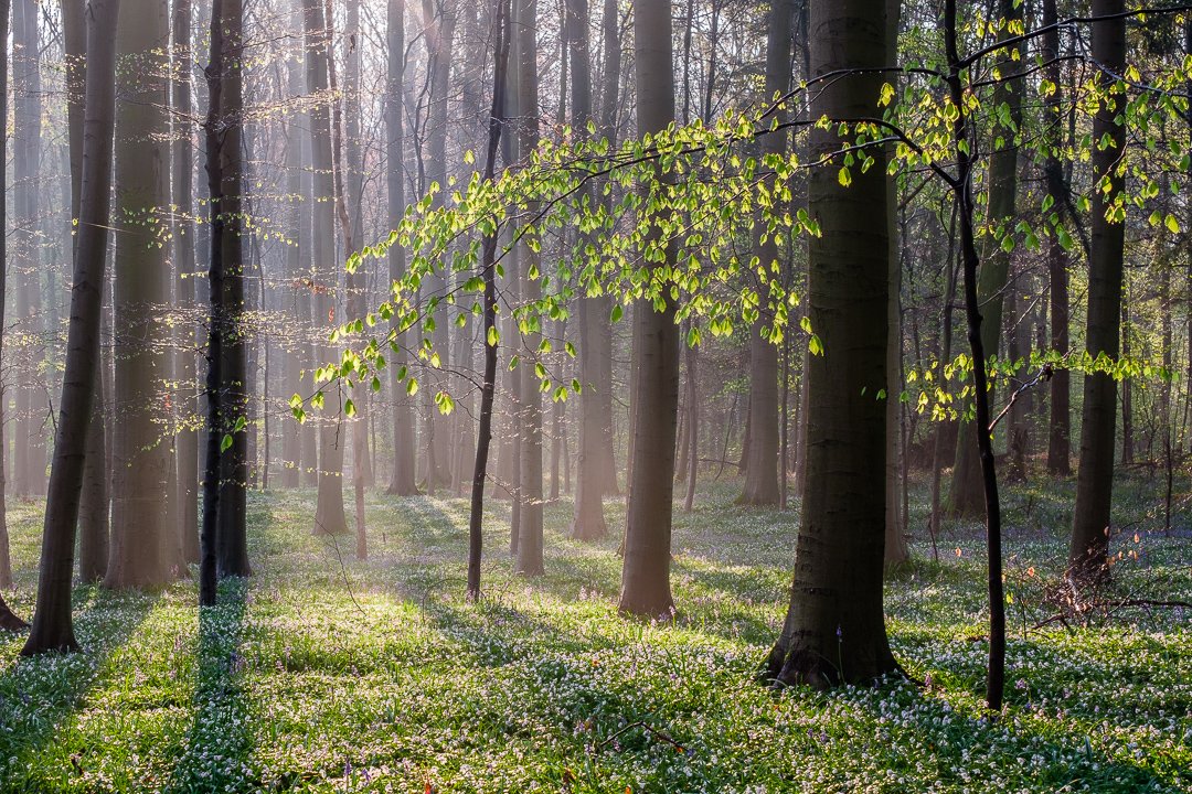 Blooming Woodlands
.
.
.
#springinluxembourg #springinbelgium #woodanemones #woodlandphotography #forest #forestsunrise