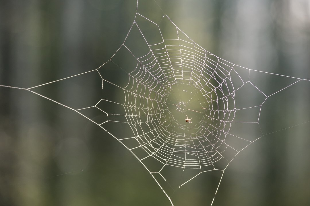 Along came a spider 🕷🕸
.
.
.
#spider #macrophotografy #woodlands #spiderweb #morningdew