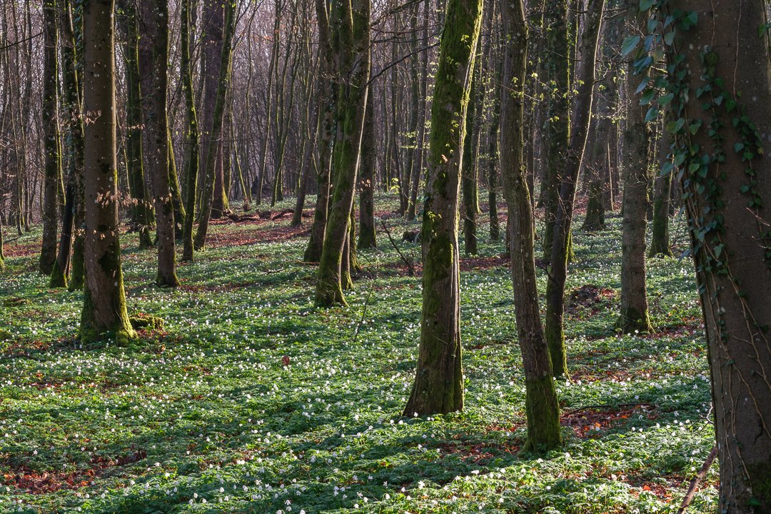 My local woodlands in western Luxembourg. 💚
.
.
.
#springinluxembourg #woodanemones #woodlandphotography #luxembourg #woodlands #springinthewoods #forest #blossoms #springblossoms #letzebuerg @visitguttland @visitwellewesten