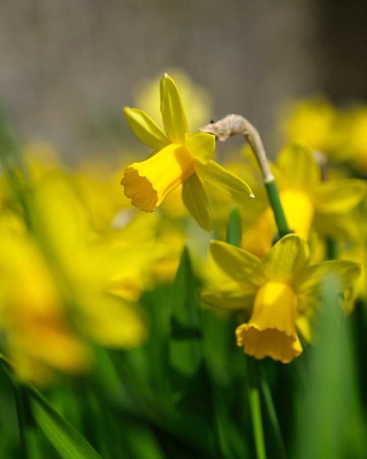 🌼
.
.
.
#daffodil #kiischpelt #lellingen #luxembourg #springinluxembourg #springvibes #springtime #springflowers #macro #flowers #yellow