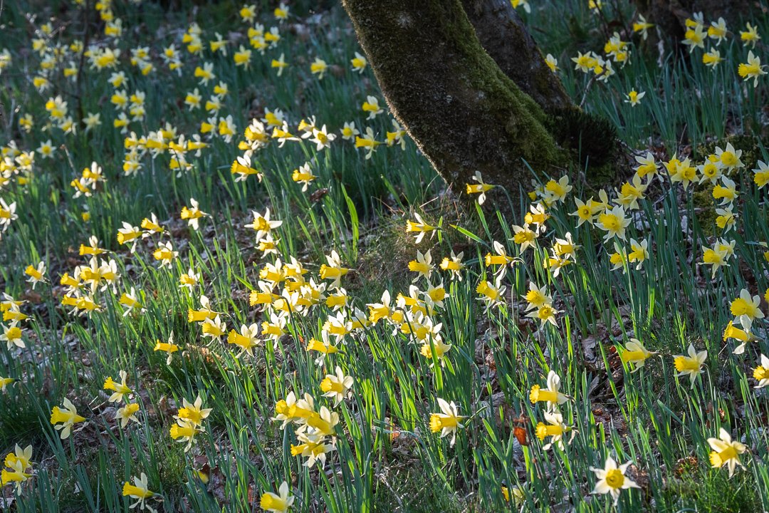 Daffodil forest in Luxembourg 🌼💛
.
.
.
#daffodils #lellingen #kiischpelt #springinluxembourg #woodland #spring #springtime #springflowers #springvibes #daffodils🌼 #daffodilseason #daffodilsofinstagram