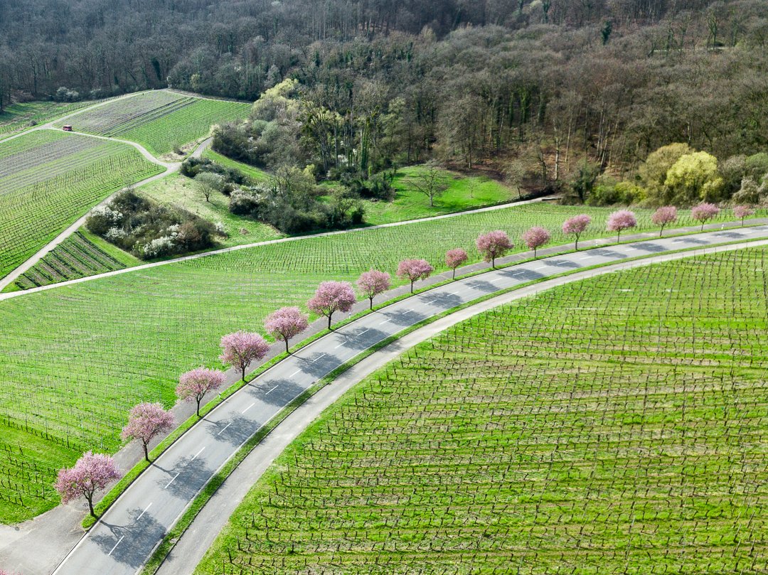 L'avenue des cerisiers vue du ciel 🌸
.
.
.
#springinluxembourg #cherryblossoms #sakura #moselle #mosel