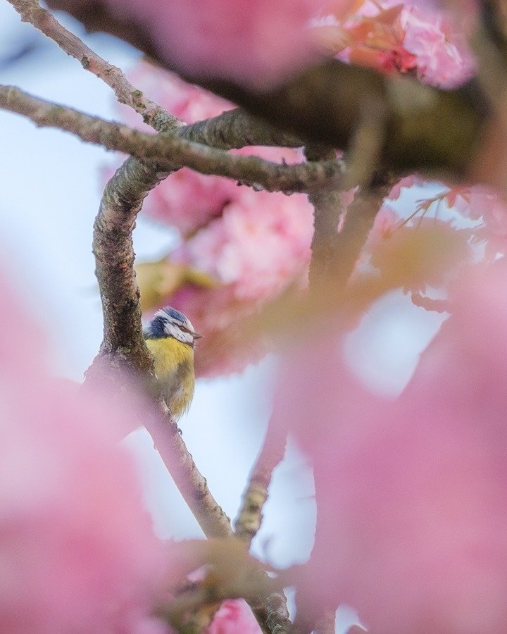 Bird and Blossoms 🐦🌸
This is probably one of my favourite shots I was lucky to make this spring! 😊
.
.
.
#springinluxembourg #bluetit #springblossoms #wildlifephotography #birdphotography