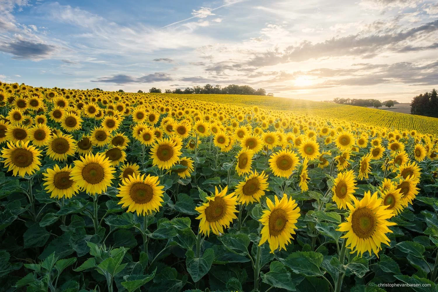 Chasing the Sun: Sunflower Photography in Luxembourg