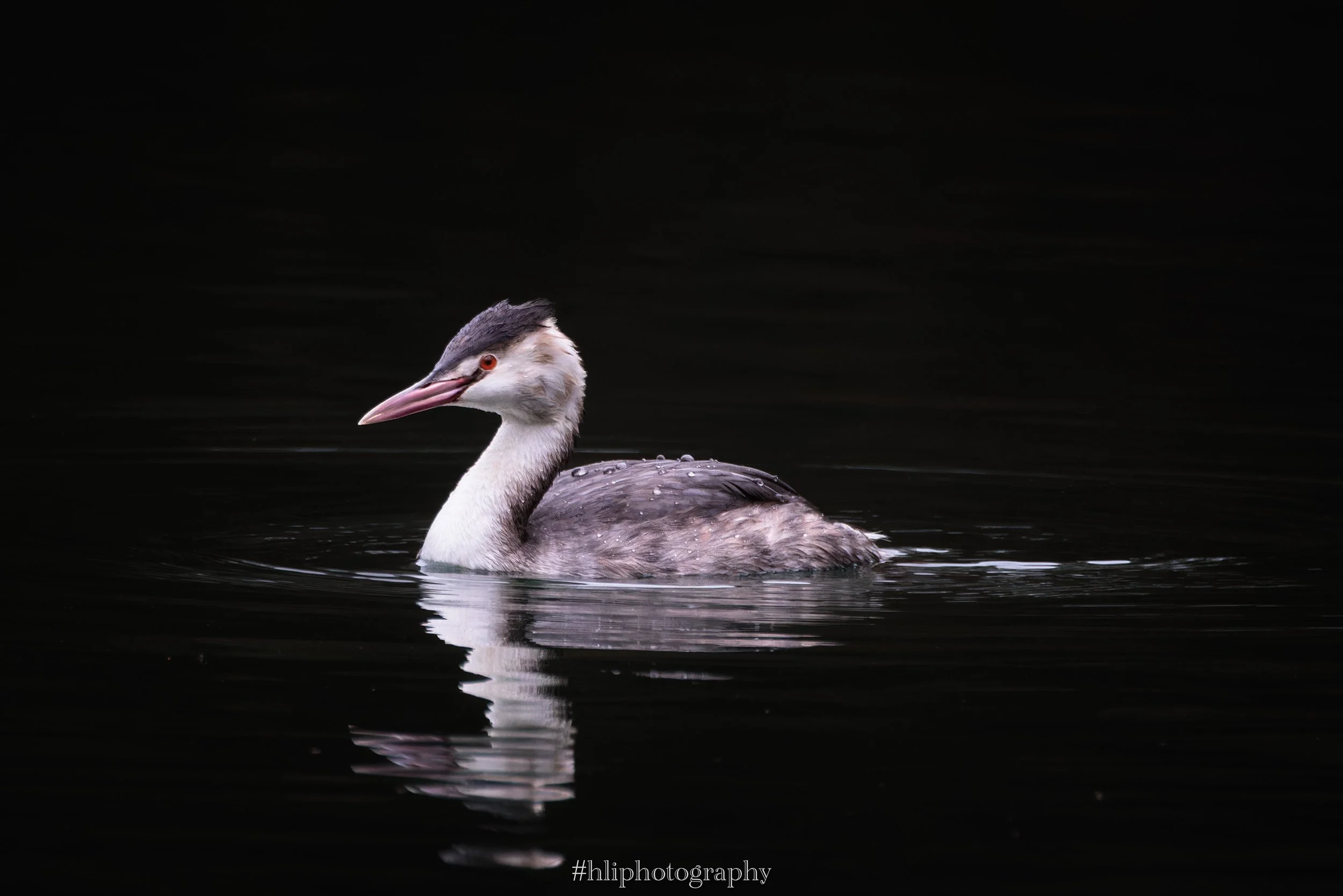 Bird & Wildlife Photography Workshop - Remerschen - Luxembourg - Henri Linden - Christophe Van Biesen-00002.jpg