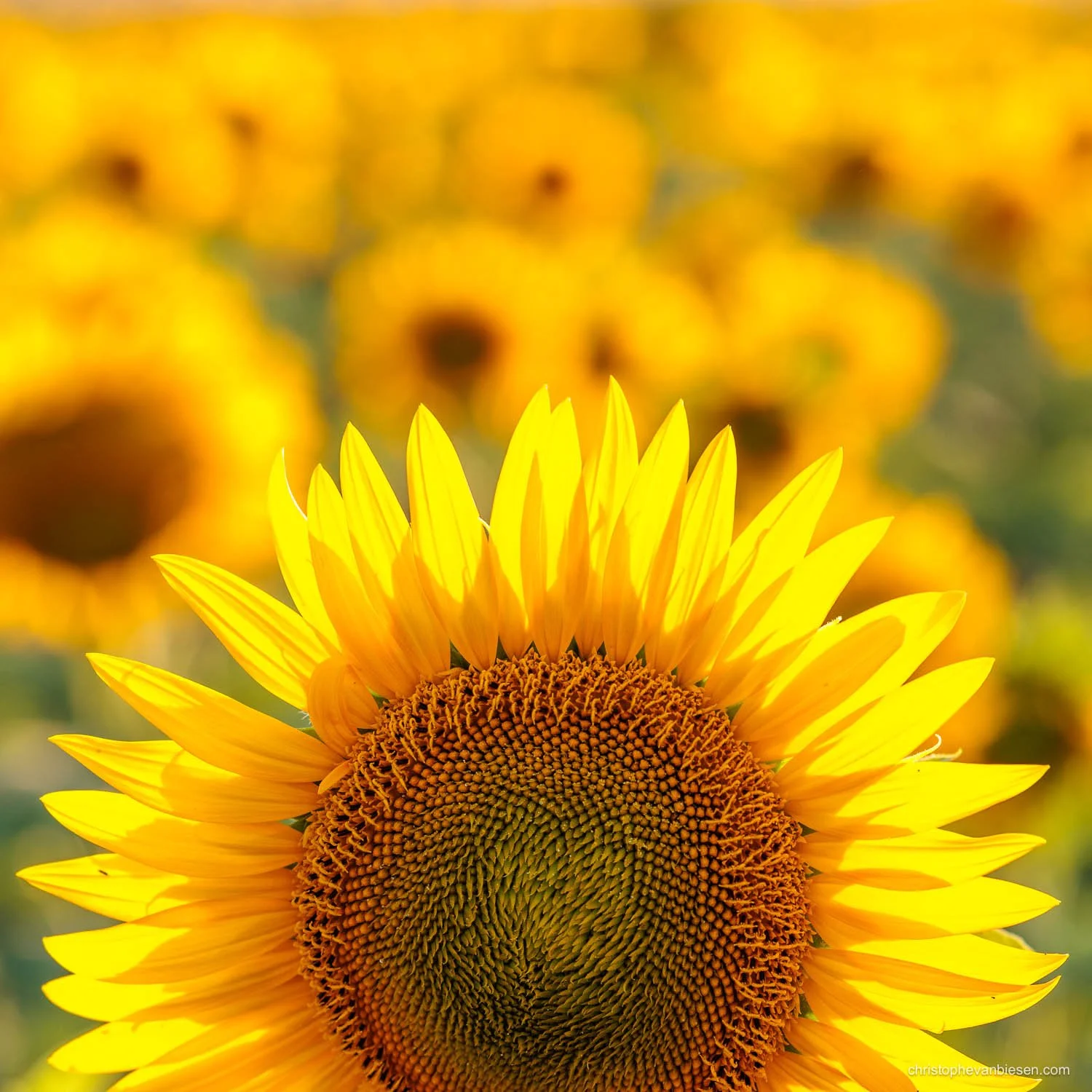 sunflower-flower-detail-close-up-photography