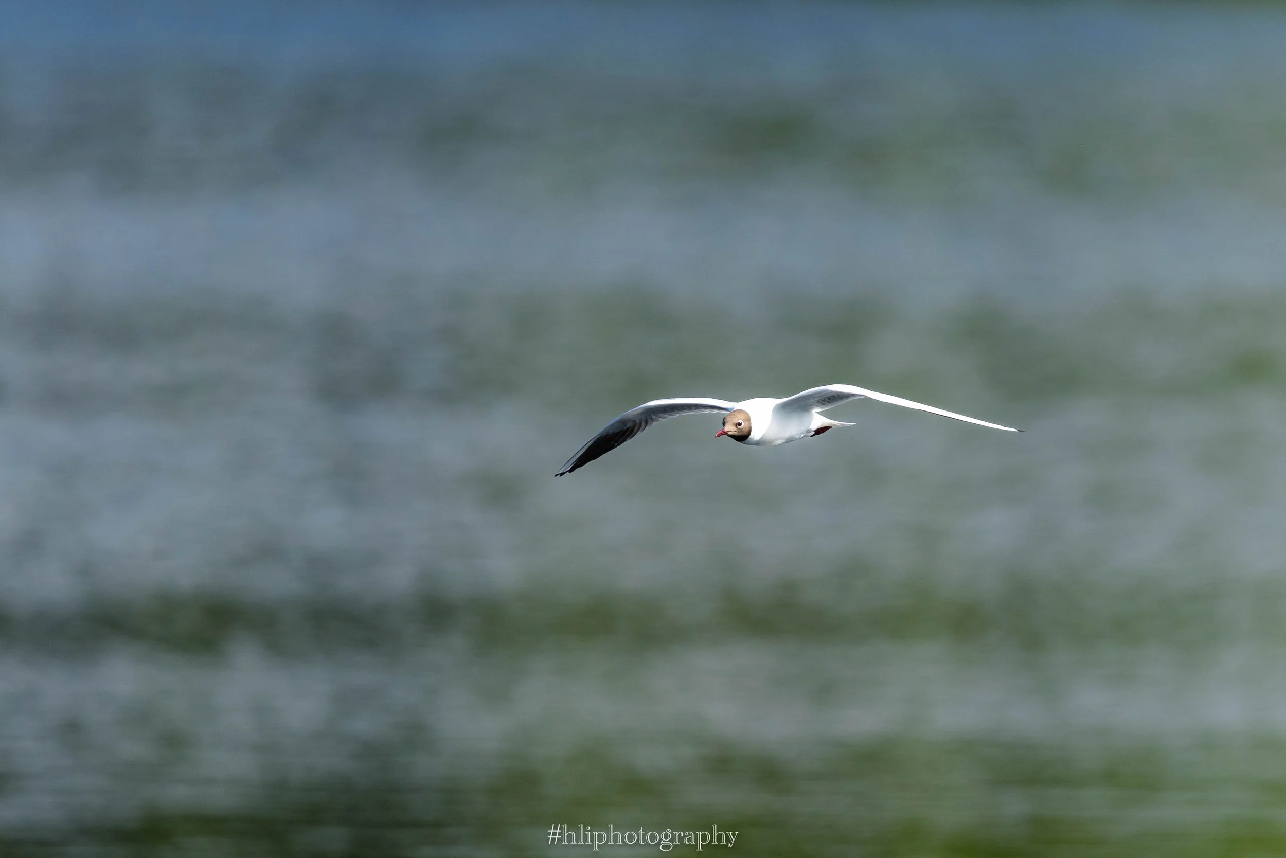 Bird & Wildlife Photography Workshop - Remerschen - Luxembourg - Henri Linden - Christophe Van Biesen-00015.jpg