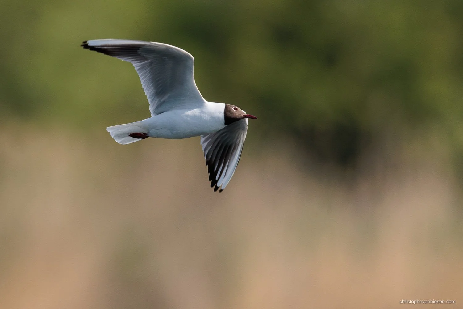 Bird & Wildlife Photography Workshop - Remerschen - Luxembourg - Henri Linden - Christophe Van Biesen-00008.jpg