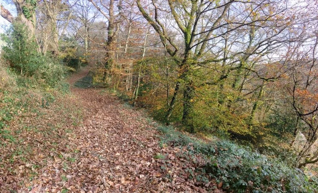 (2) walking the bois d'amour