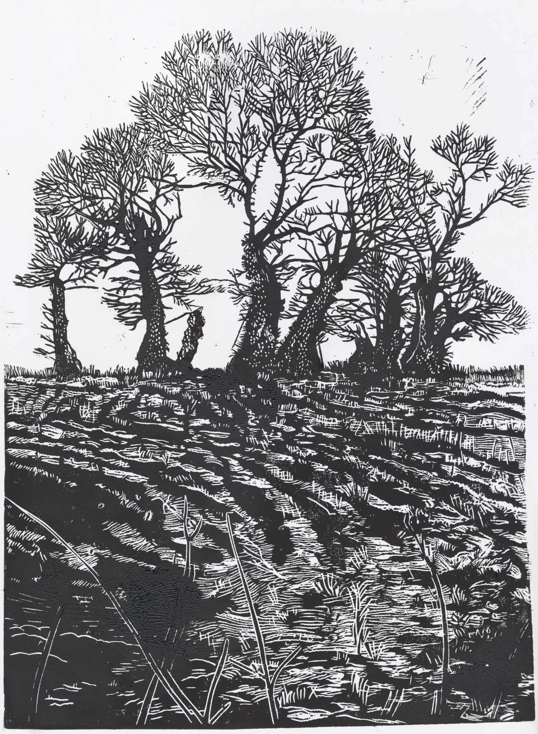 05trees25as.jpg