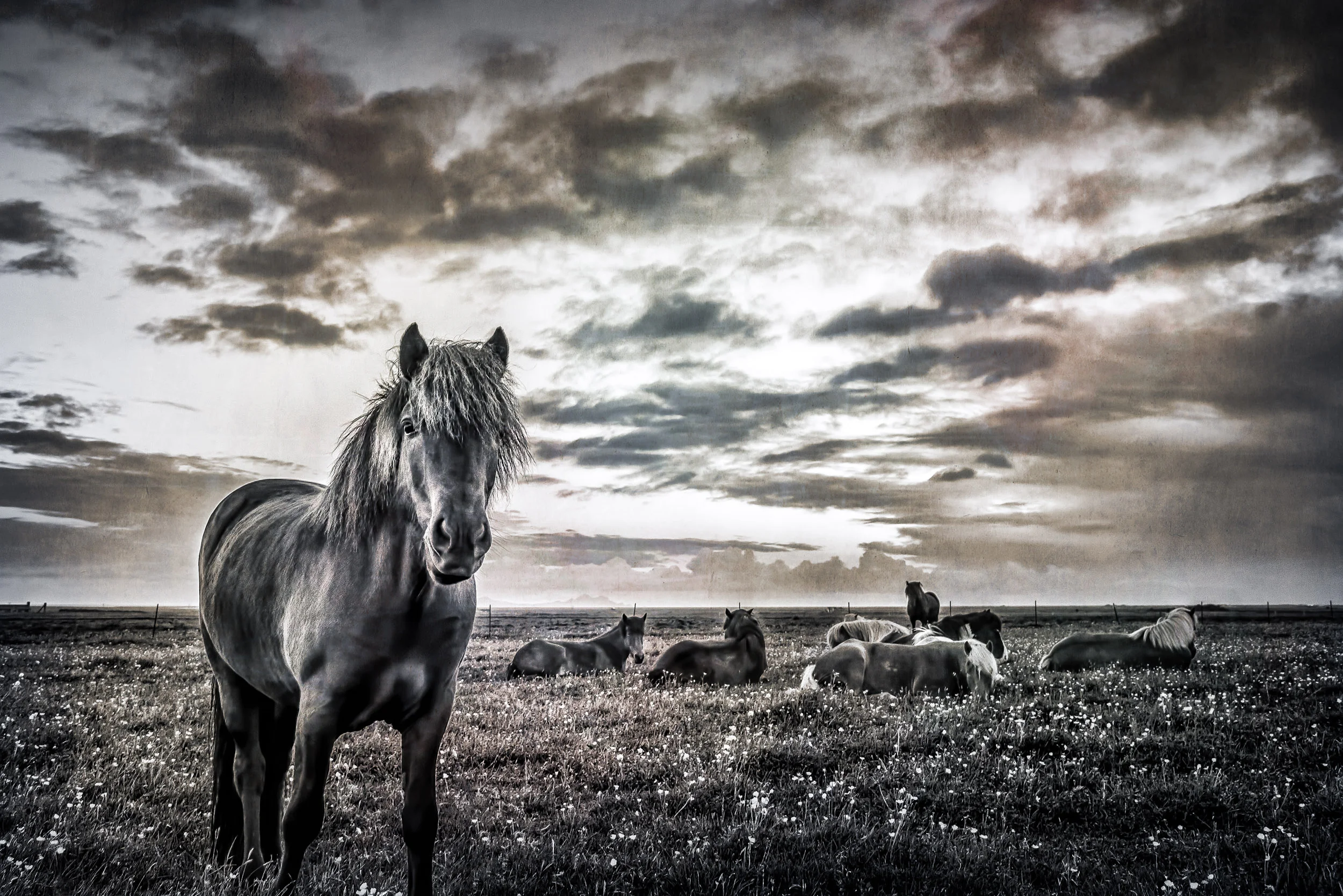 Tarradellas-Midnight-Horses.jpg