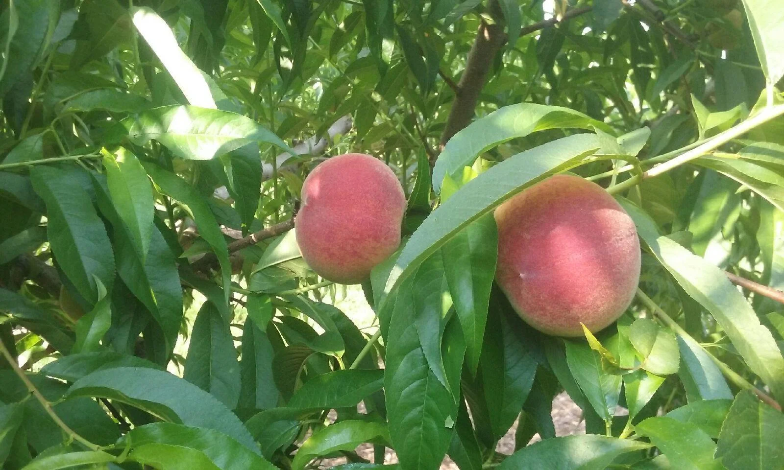 peach.jpg