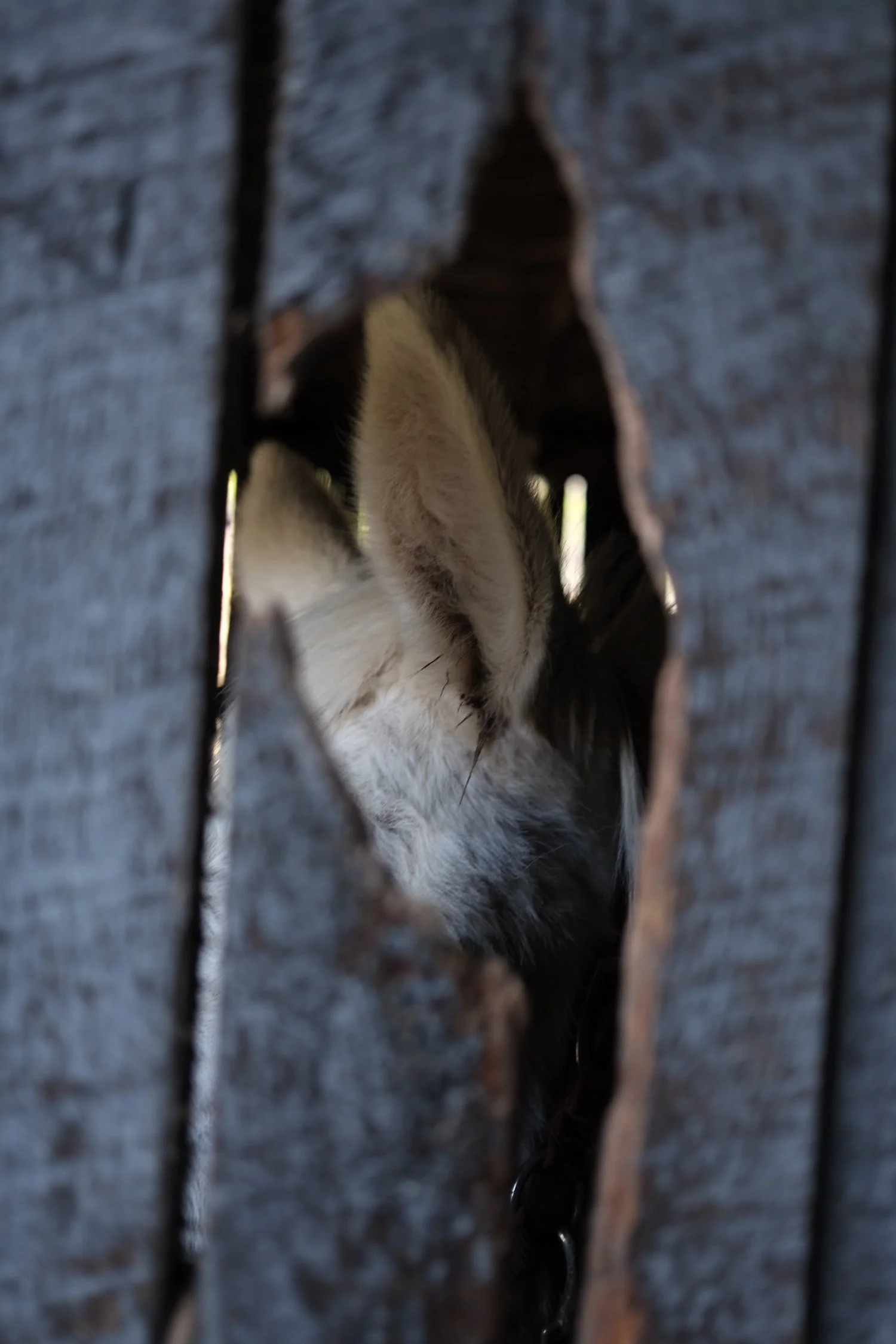 Last Mule in the Holler