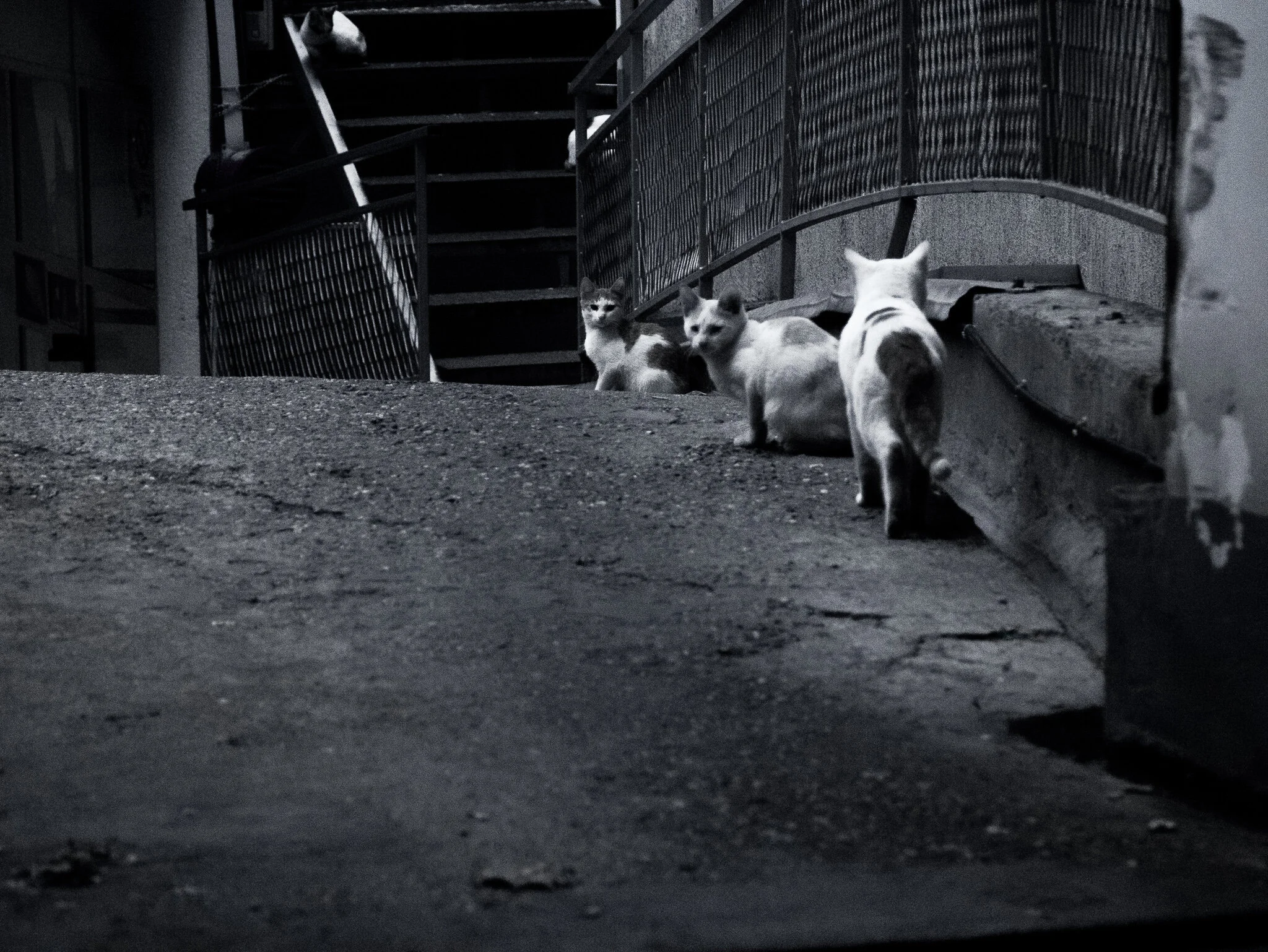 cats_bw.jpg