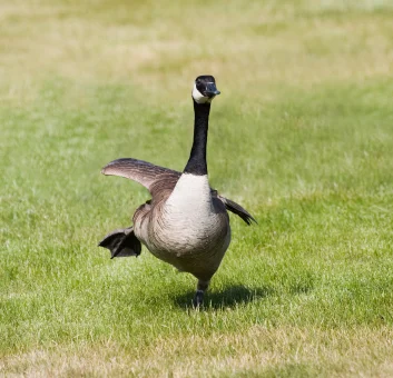 wild_goose_chase.jpg