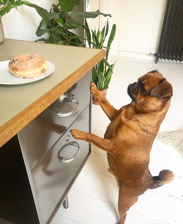 I see you, Gustav 👀 🍩 .
.
.
#dogwantsdoughnut #doughnut #crosstowndoughnut #littlegusthegriffon