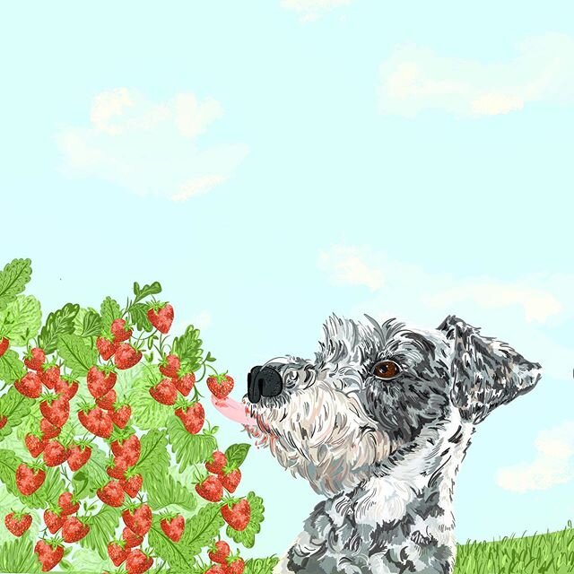 Strawberry kisses 🍓&amp; cheeky Frank 🐾 for @kin_tails
.
.
.
#strawberrykisses #kintails #dogsofinstagram #dogrecipes #journal #dogillustration #schnauzersofinstagram #schnauzerillustration