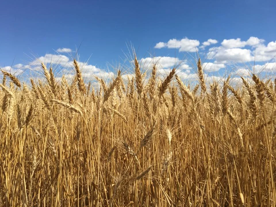 Local Look: Growing Support Continued by Andrea Miller