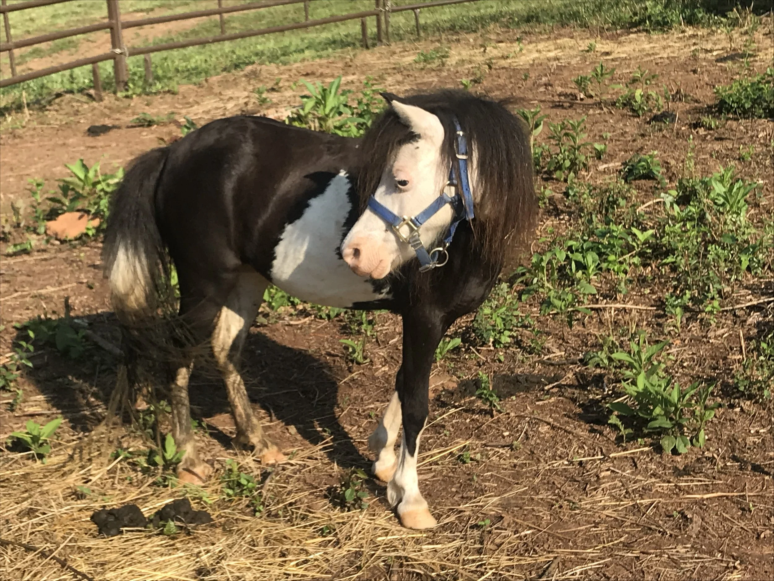 A Huge Thank You to the Companion Animal Fund!