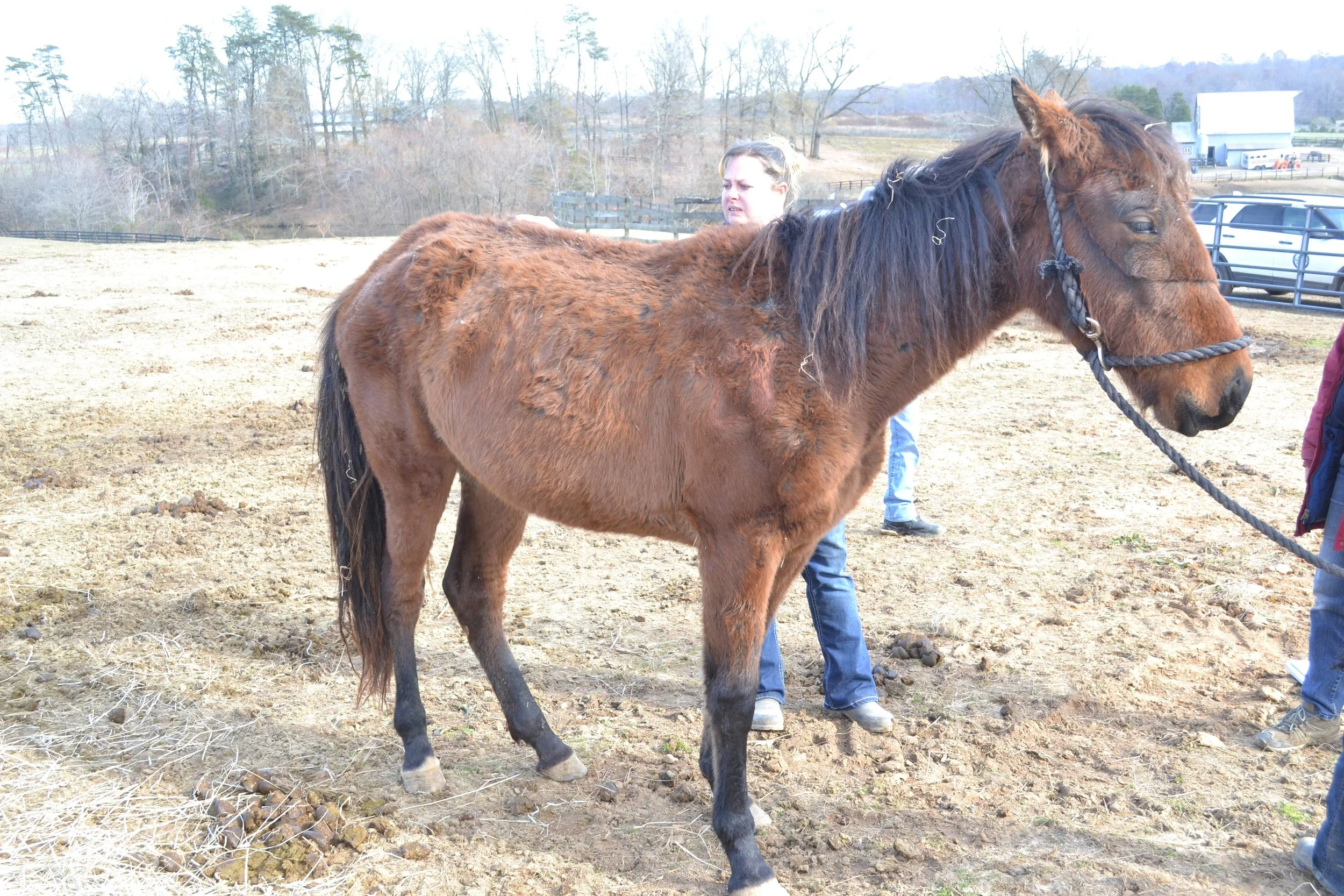 43 horses surrendered to Culpeper Animal Control, Hope's Legacy takes in 7 of them.