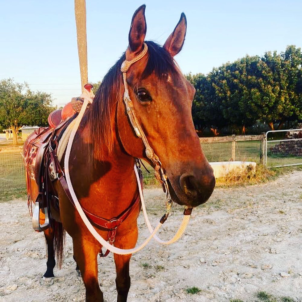 May is National #AdoptAHorse month so we&rsquo;re going to celebrate by featuring some wonderful HLER adoption success stories! 🥰

Today meet Lorelai! Her mom Tammy of @livingwithlorelai says:

&ldquo;Lorelai, formerly known as &lsquo;Bonnie&rsquo;,