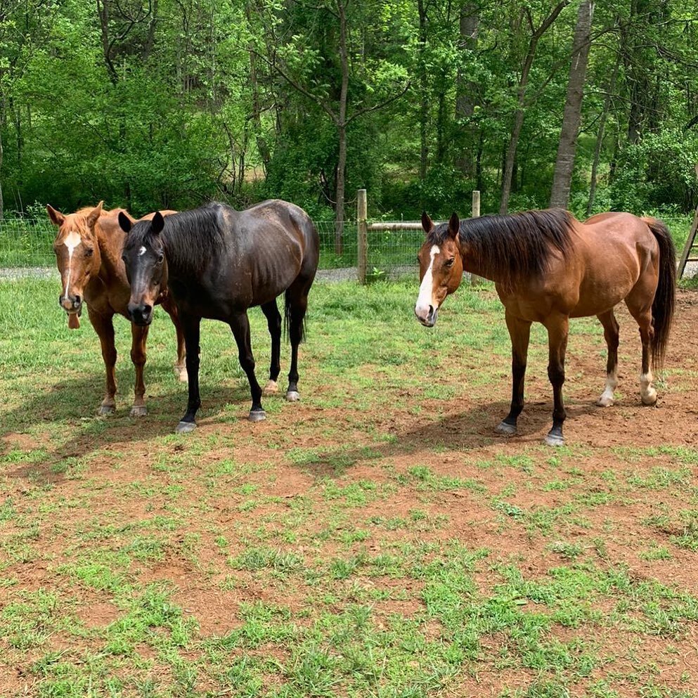 Bobby Earl is outnumbered by pretty girls... and Dora is practicing for #tongueouttuesday. 😁 #horserescue #equinerescue #horsesofinstagram #friyay #fridayfun {📷 credit: @alantubbs1}