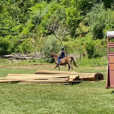 Rafi was extremely proud of himself today after his first successful ride at HLER! 💙 #horserescue #equinerescue #horsesofinstagram #arabian #arabainsofinstagram #letsride