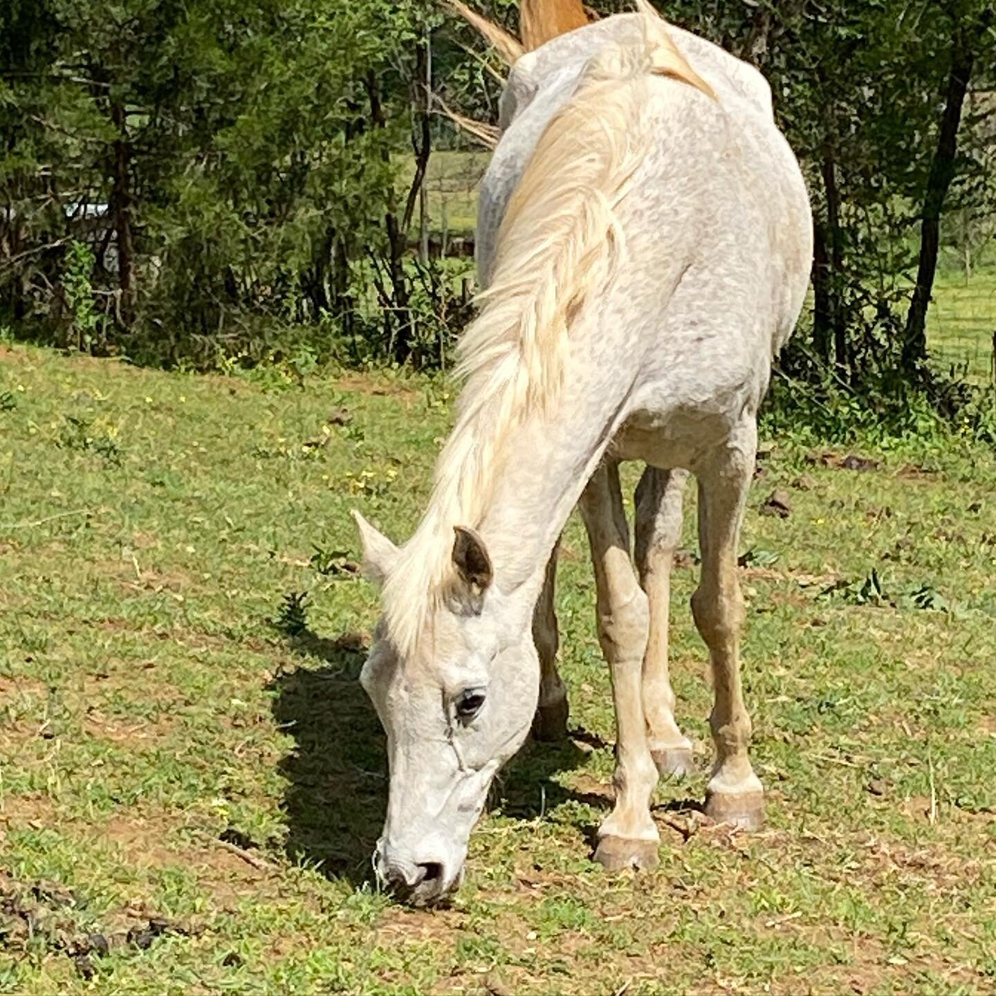 This beautiful May day brought to you by the three &ldquo;M&rsquo;s&rdquo;- Margaret, Mae and Marcos! How are you spending this lovely sunny day? 🌞 #horserescue #equinerescue #horsesofinstagram #maresofinstagram #rescuehorses #adoptable #may
