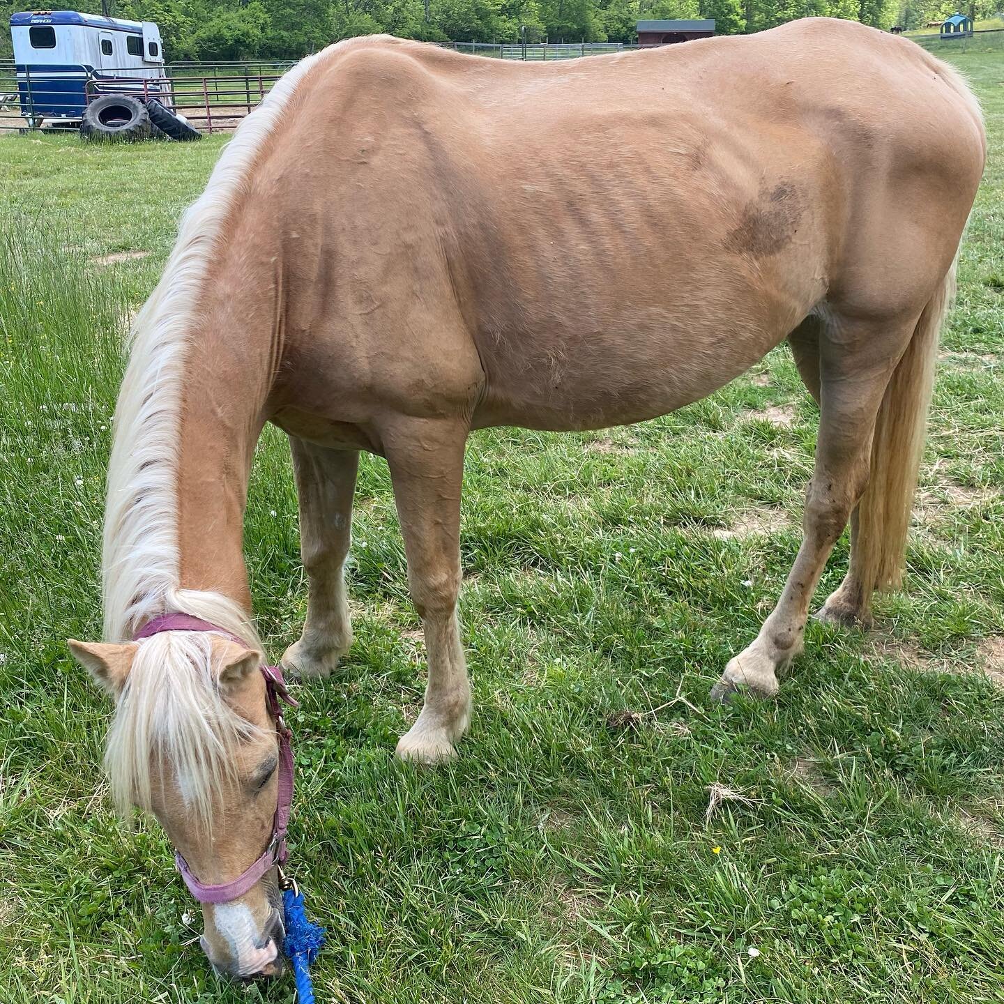 Hillie has been with us for two months now and is looking so much better! This girl is suuuuper sweet and a huge favorite of all the volunteers! We don&rsquo;t dare walk by her without stopping to scratch her favorite spots! 🤣❤️ #horserescue #equine