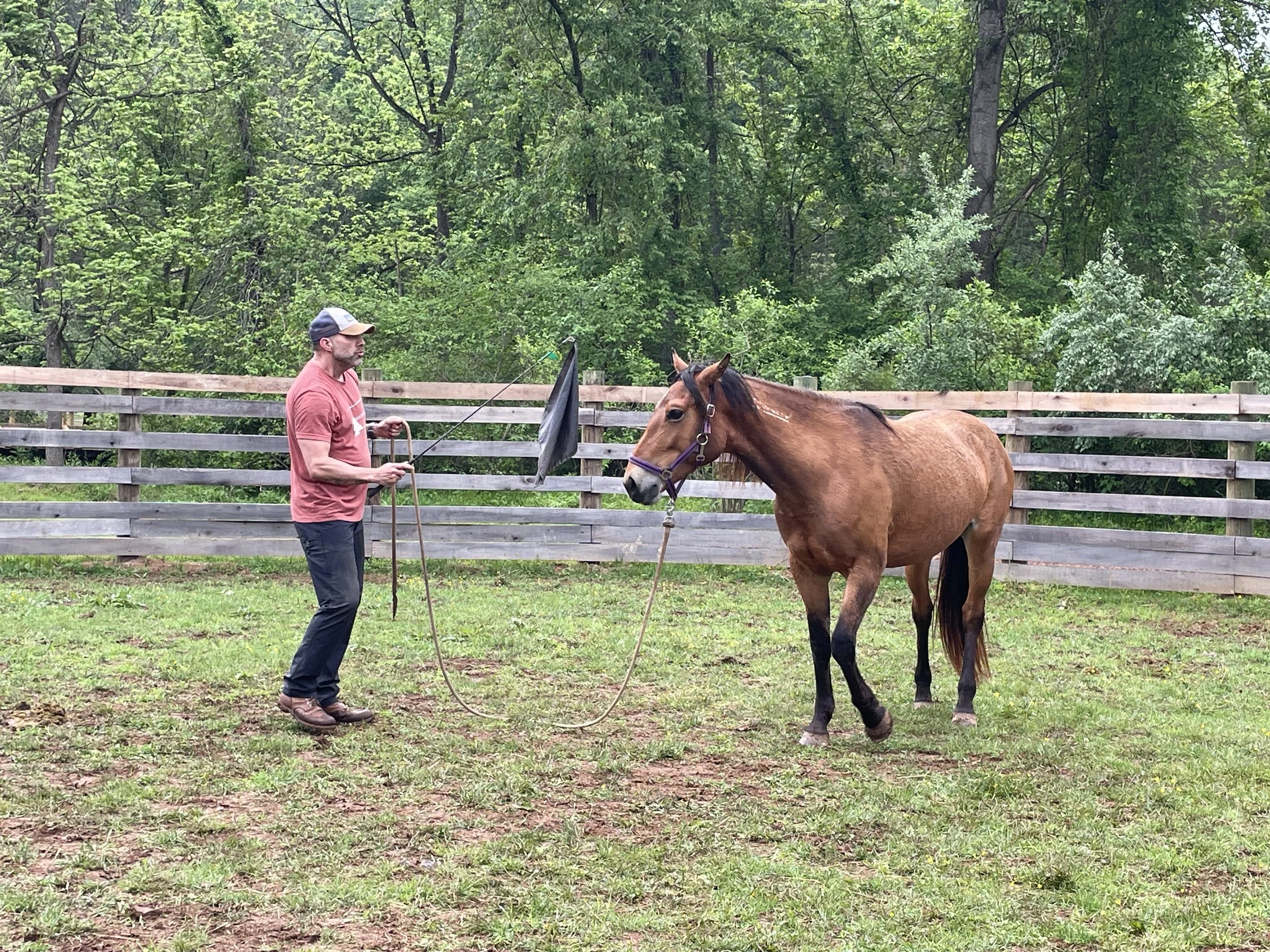 Hope's Heroes — Hope's Legacy Equine Rescue