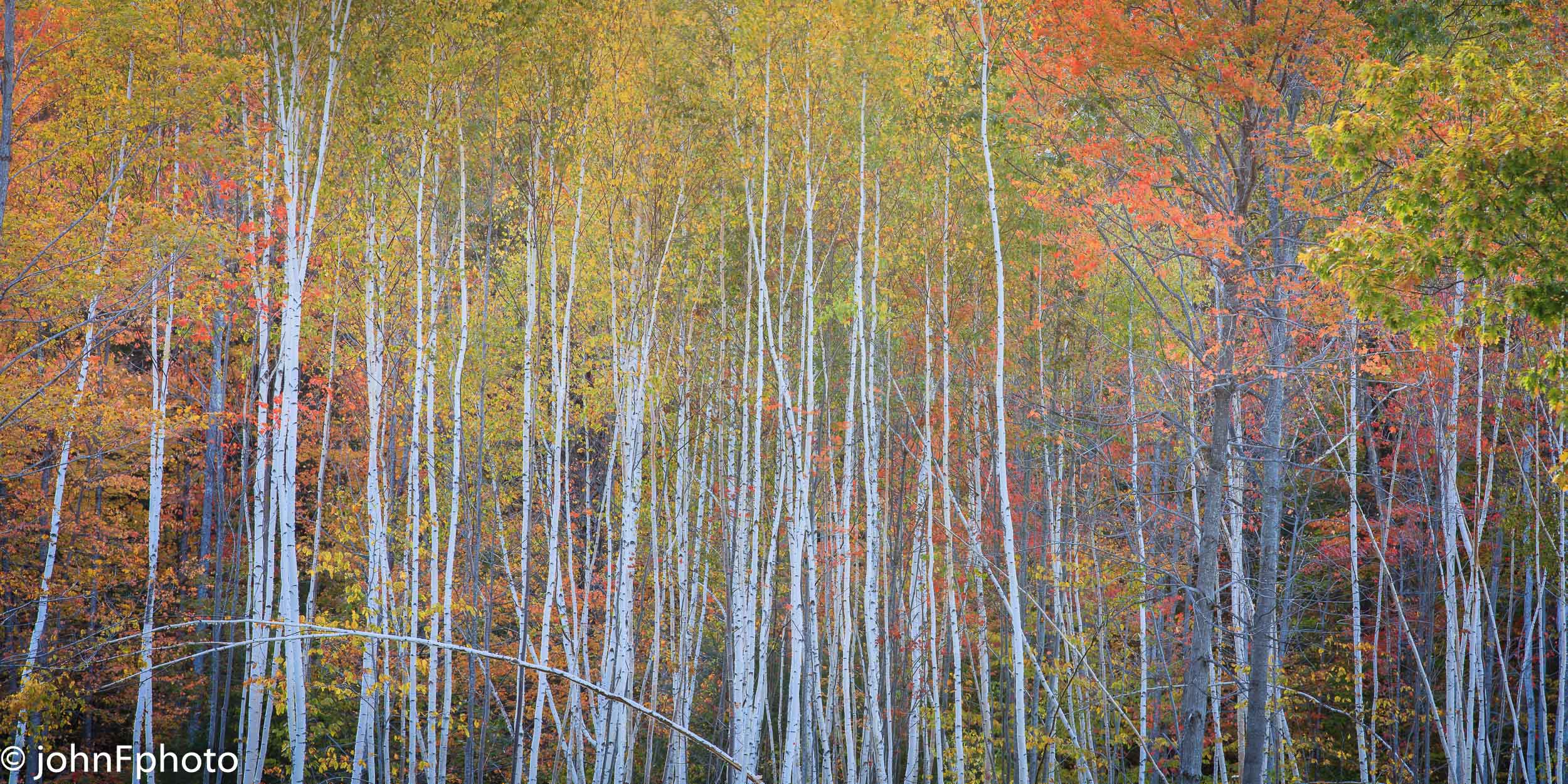 Whiteface Hollow Birch Trees