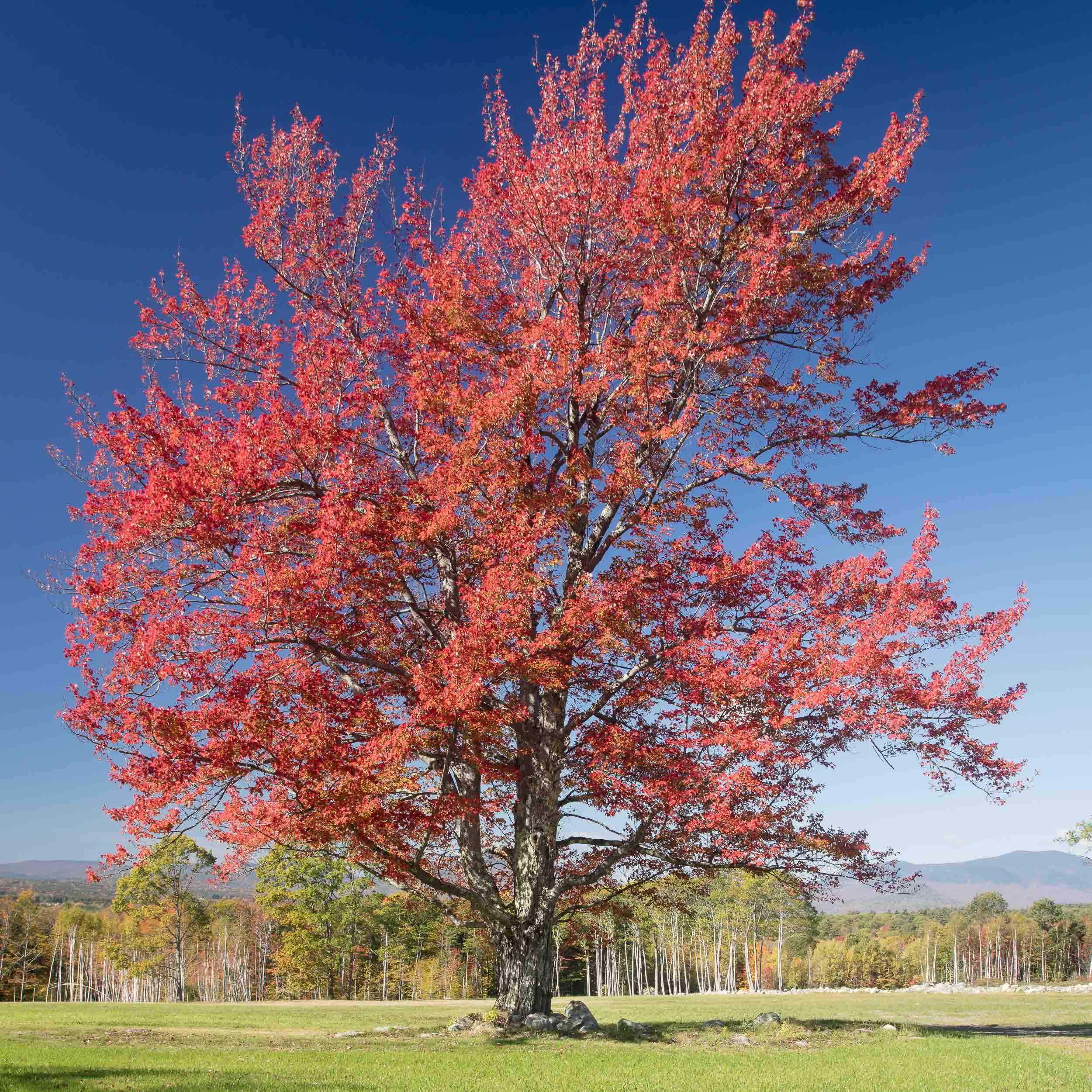 Fall at Whiteface Hollow