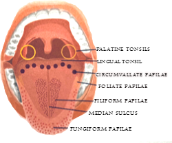 Mouth.png