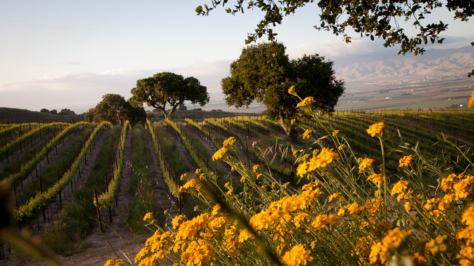 10 California Pinot Noirs at 90+ Pts.