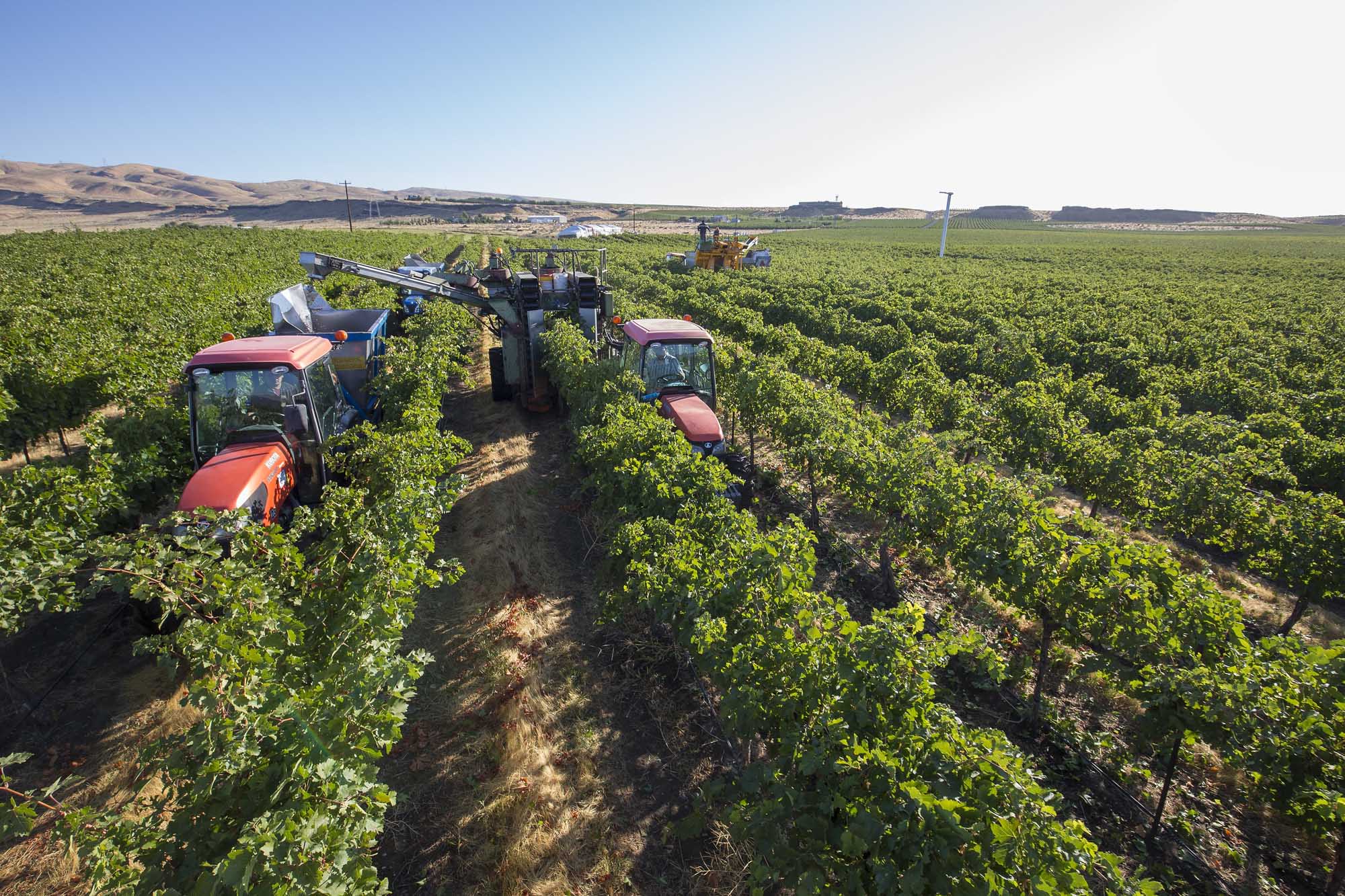 Washington turned 20,000 tons of syrah into wine last year