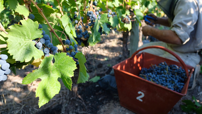 Argentina's Vintners Say 2018 Harvest Delivers Best Quality Since 2013